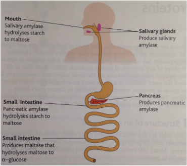 digestion a level biology