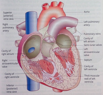 5.1 The Structure of the Heart - AQA A-Level Biology Revision
